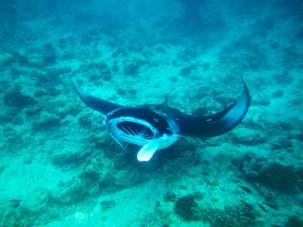 Equa Reef Maldives Hotel Addu City Exterior photo